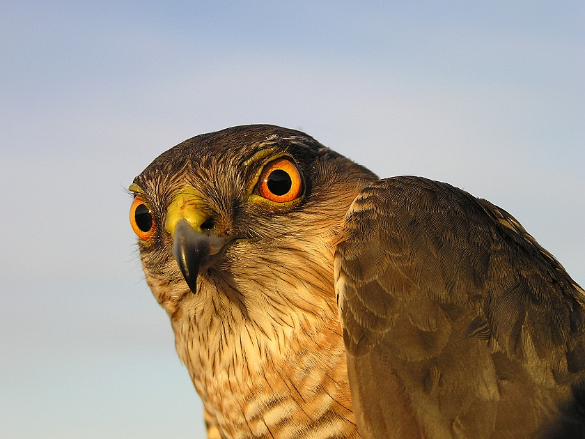 Eurasian Sparrowhawk, Sundre 20050514